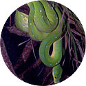 Green Tree Snake Python