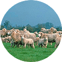 sheep in paddock