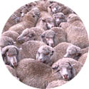 sheep