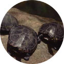 baby turtles