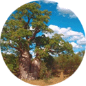 boab tree