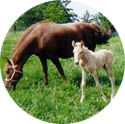horses
