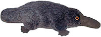 medium platypus soft toy