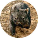 wombat running towards us